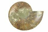 Cut & Polished Ammonite Fossil (Half) - Madagascar #264791-1